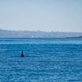 Lissabon: Oceaan Safari met mariene biologen