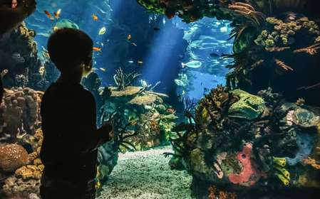 Lissabon: Eintrittskarte für das Ozeanarium von Lissabon