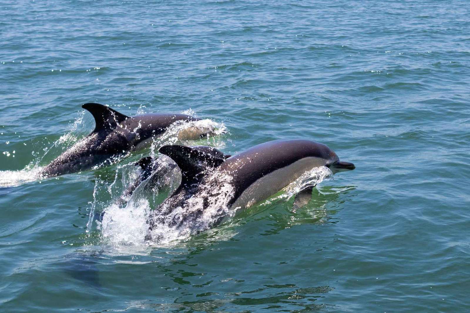 Lissabon: Båtutflykt med delfinskådning