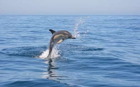 Sesimbra: Bootstour zur Delfinbeobachtung mit Guide und Biologe