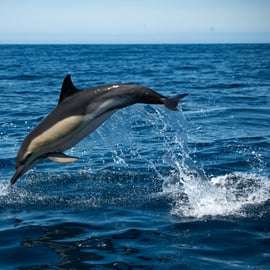 Sesimbra: Arrábida Dolphin Watching Bootstour mit Biologe