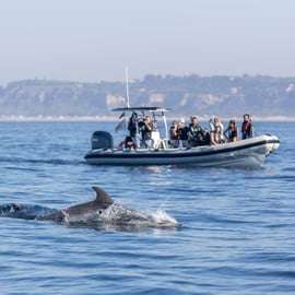 Lissabon: Delfinbeobachtung mit Meeresbiologe