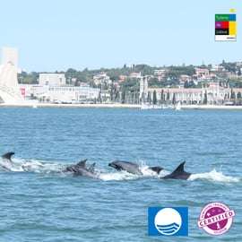 Lissabon: Delfinbeobachtung mit Meeresbiologe