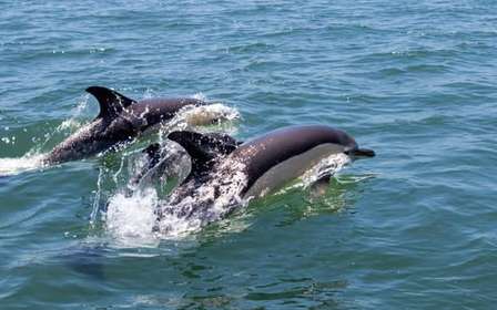 Lissabon: Bootstour zur Delfinbeobachtung