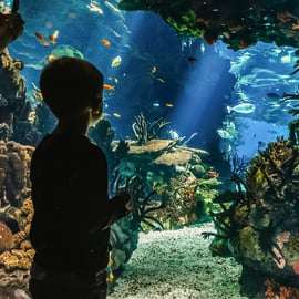 Lissabon: Oceanarium i Lissabon Entrébiljett