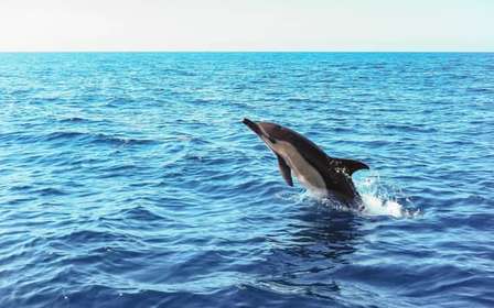 Lissabon: Arrábida Natural Park Dolphin Watching Bootstour