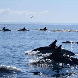 Cascais: Delfinbeobachtungstour mit dem Schnellboot