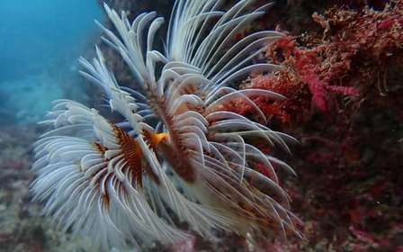 Sesimbra: Taucherlebnis mit Fotos inklusive