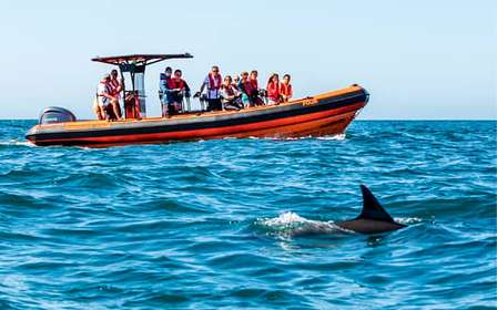 Cascais: Delfinbeobachtungstour
