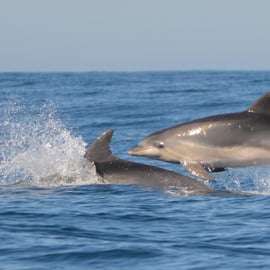 Sesimbra: Båttur för delfinskådning med biologguide