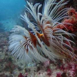 Sesimbra: Taucherlebnis mit Fotos inklusive
