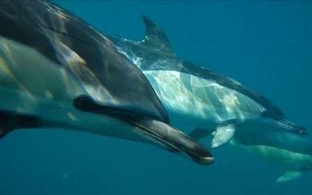 Lissabon: Delfinbeobachtung mit Meeresbiologe