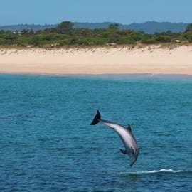 Setúbal: Delfinbeobachtungstour
