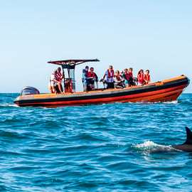 Cascais: Dolfijnen kijken