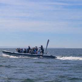 Lissabon: Båtutflykt med delfinskådning