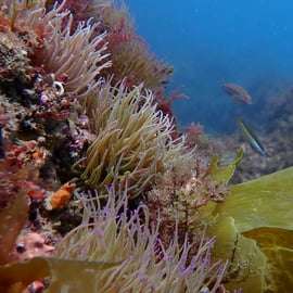 Sesimbra: Taucherlebnis mit Fotos inklusive