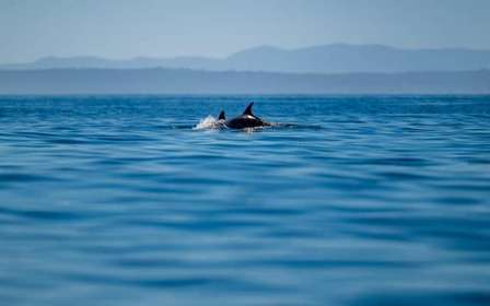 Lissabon: Ozean-Safari mit Meeresbiologen