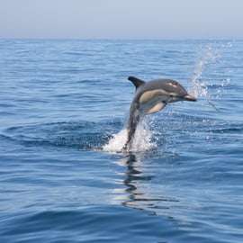 Sesimbra: Båttur för delfinskådning med biologguide