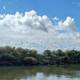 Lissabon: Bootstour durch das Naturschutzgebiet der Tejo-Mündung zur Vogelbeobachtung