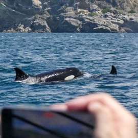 Sesimbra: Arrábida Dolphin Watching Bootstour mit Biologe