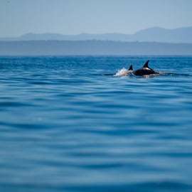 Lissabon: Oceaan Safari met mariene biologen