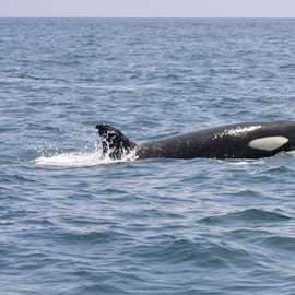 Sesimbra: Båttur för delfinskådning med biologguide