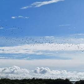 Lissabon: Bootstour durch das Naturschutzgebiet der Tejo-Mündung zur Vogelbeobachtung