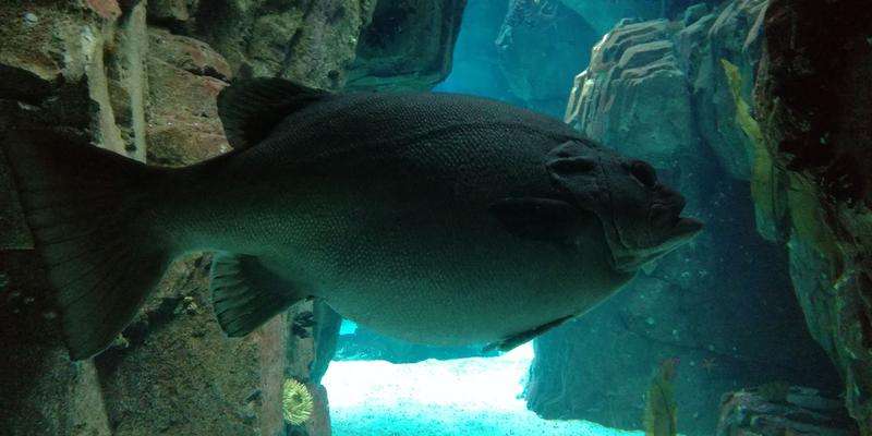 Oceanário de Lisboa