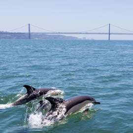 Lissabon: Båtutflykt med delfinskådning