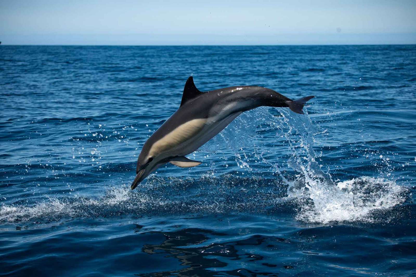 Sesimbra: Arrábida Dolphin Watching Bootstour mit Biologe