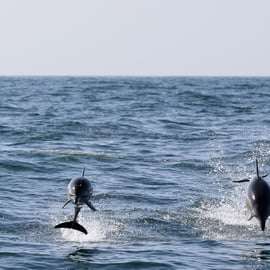 Cascais: Delfinbeobachtungstour mit dem Schnellboot
