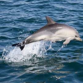 Cascais: Delfinbeobachtungstour mit dem Schnellboot