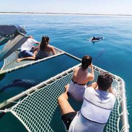Setúbal: Delfinbeobachtungstour
