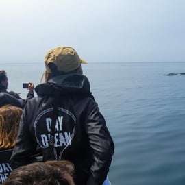 Sesimbra: Arrábida Dolphin Watching Bootstour mit Biologe