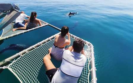 Setúbal: Delfinbeobachtungstour