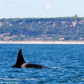 Lissabon: Delfinbeobachtung mit Meeresbiologe