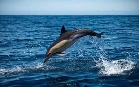 Sesimbra: Arrábida Dolphin Watching Bootstour mit Biologe