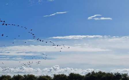 Lissabon: Bootstour durch das Naturschutzgebiet der Tejo-Mündung zur Vogelbeobachtung