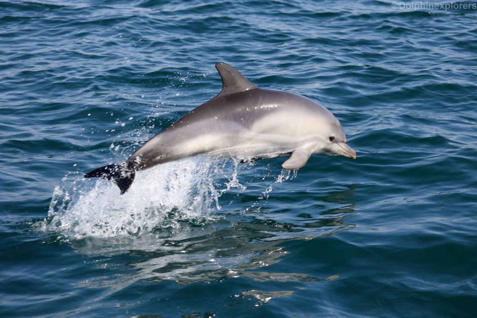 Cascais: Delfinbeobachtungstour mit dem Schnellboot