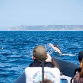 Sesimbra: Arrábida Dolphin Watching Bootstour mit Biologe