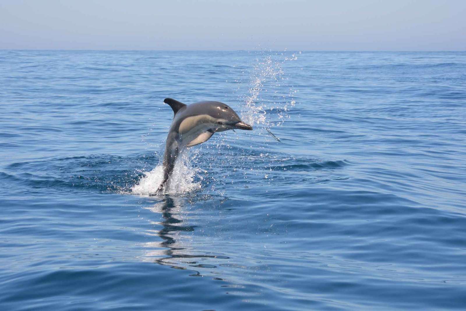 Sesimbra: Båttur för delfinskådning med biologguide