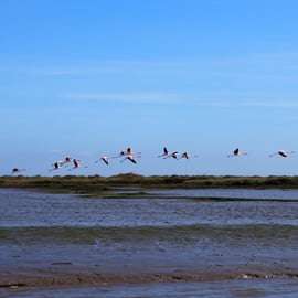 Lissabon: Bootstour durch das Naturschutzgebiet der Tejo-Mündung zur Vogelbeobachtung