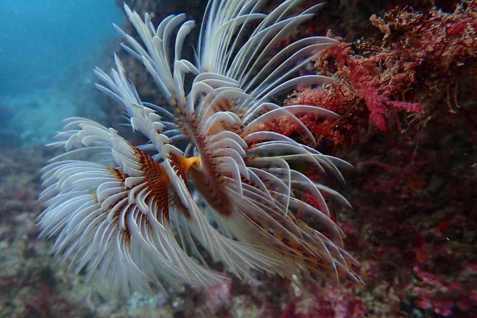 Sesimbra: Taucherlebnis mit Fotos inklusive