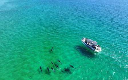 Setúbal: Bootstour zur Delfinbeobachtung
