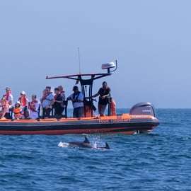 Cascais: Dolfijnen kijken