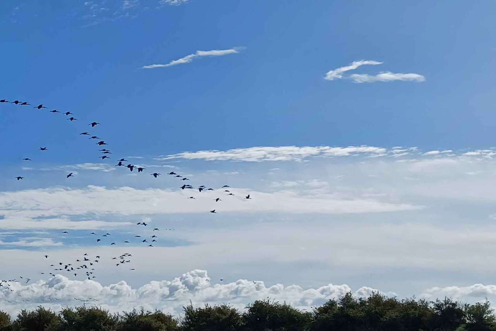 Lissabon: Bootstour durch das Naturschutzgebiet der Tejo-Mündung zur Vogelbeobachtung