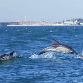 Lissabon: Båtutflykt med delfinskådning