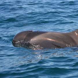 Sesimbra: Båttur för delfinskådning med biologguide