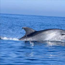 Cascais: Delfinbeobachtungstour mit dem Schnellboot
