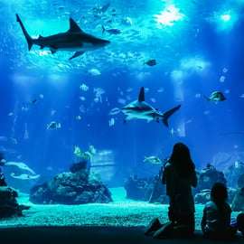 Lissabon: Oceanarium i Lissabon Entrébiljett